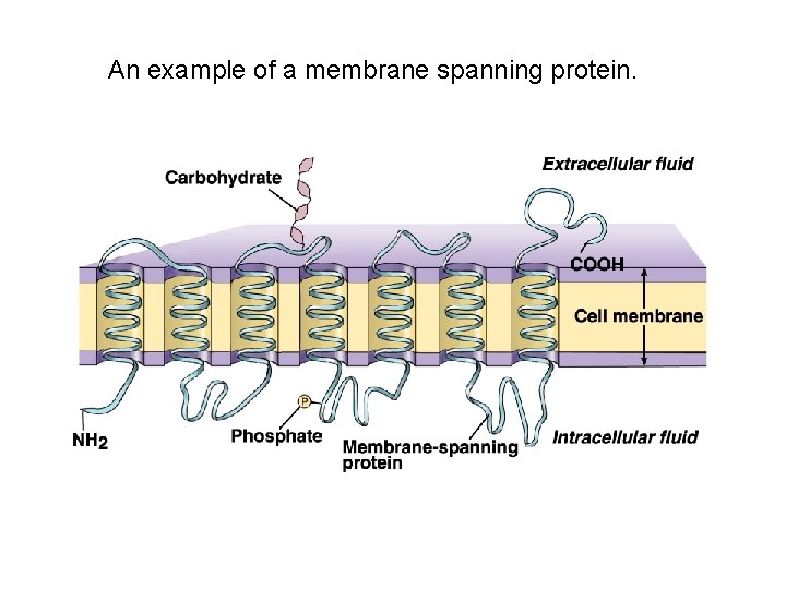 An example of a membrane spanning protein. 