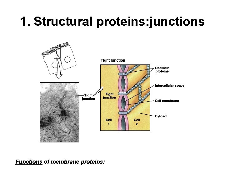 1. Structural proteins: junctions Functions of membrane proteins: 