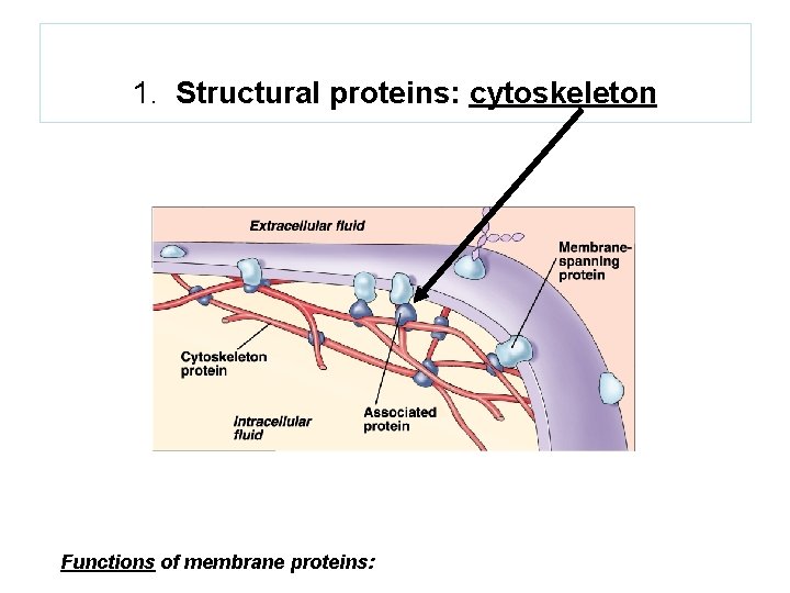 1. Structural proteins: cytoskeleton Functions of membrane proteins: 