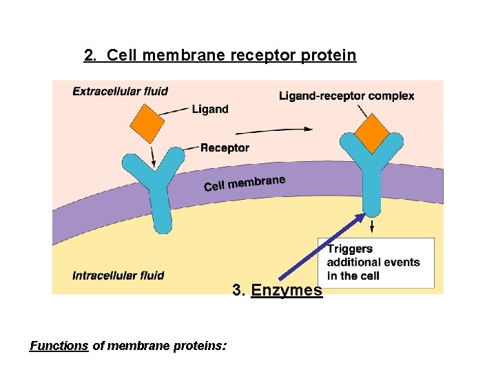 2. Cell membrane receptor protein 3. Enzymes Functions of membrane proteins: 