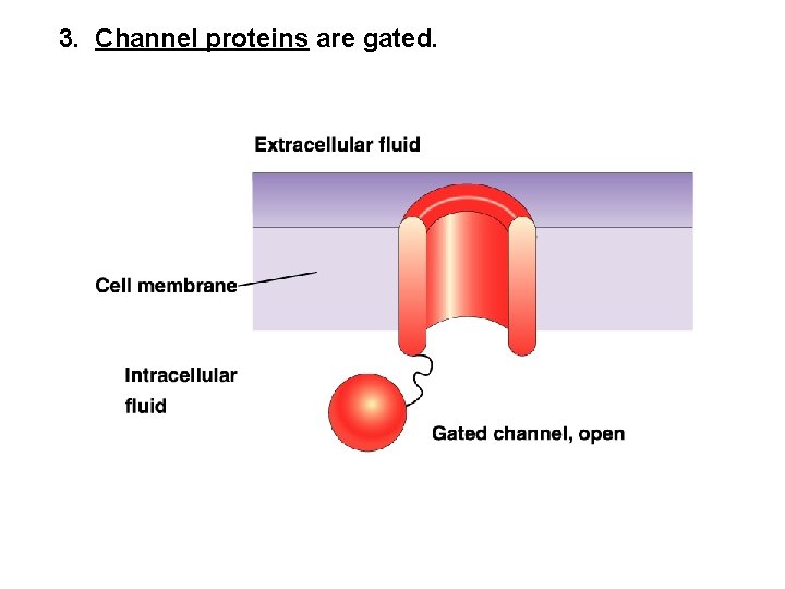 3. Channel proteins are gated. 