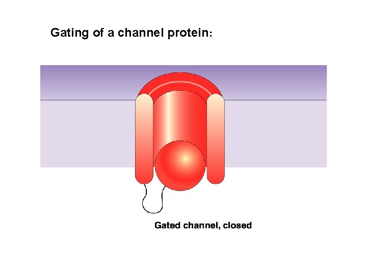Gating of a channel protein: 