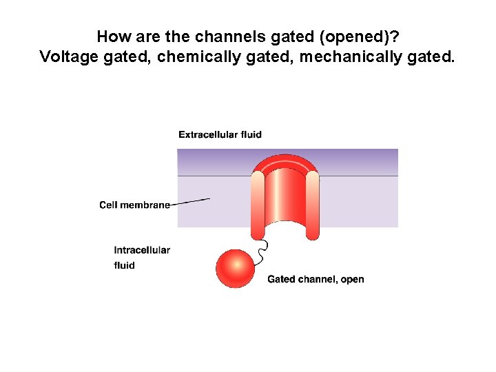 How are the channels gated (opened)? Voltage gated, chemically gated, mechanically gated. 