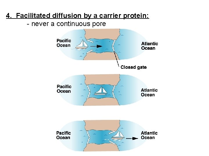 4. Facilitated diffusion by a carrier protein: - never a continuous pore 