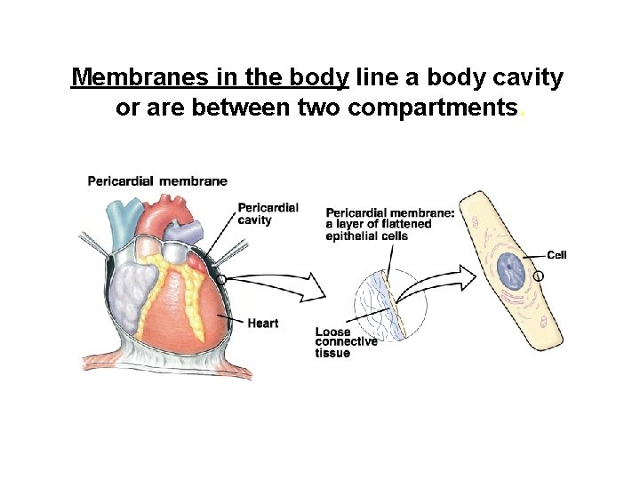 Membranes in the body line a body cavity or are between two compartments. 