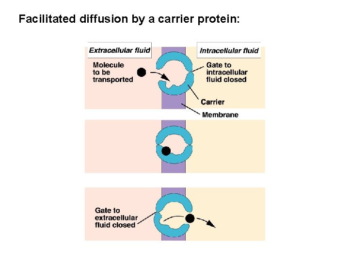 Facilitated diffusion by a carrier protein: 