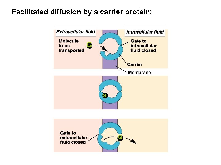 Facilitated diffusion by a carrier protein: G G G 