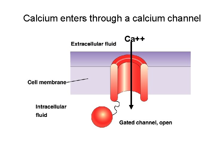 Calcium enters through a calcium channel Ca++ 