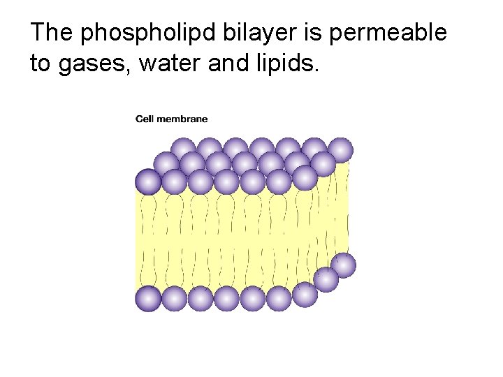 The phospholipd bilayer is permeable to gases, water and lipids. 