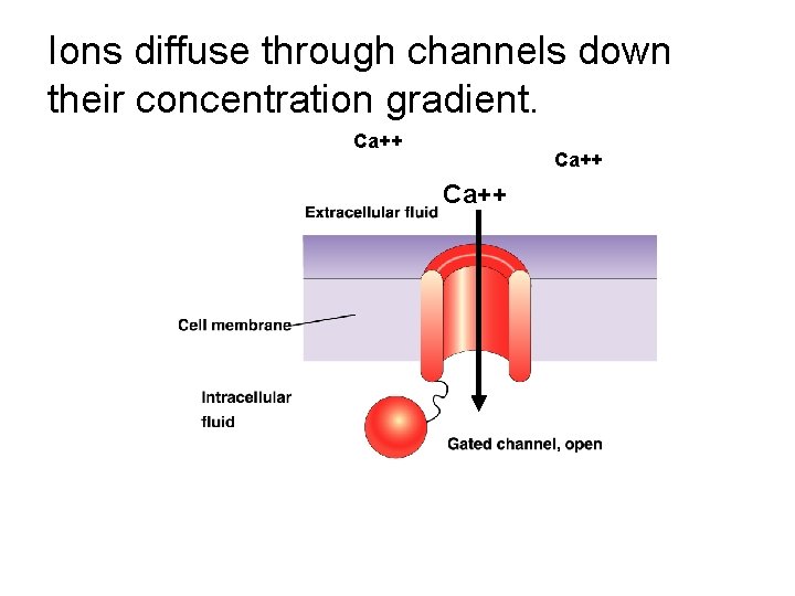 Ions diffuse through channels down their concentration gradient. Ca++ 