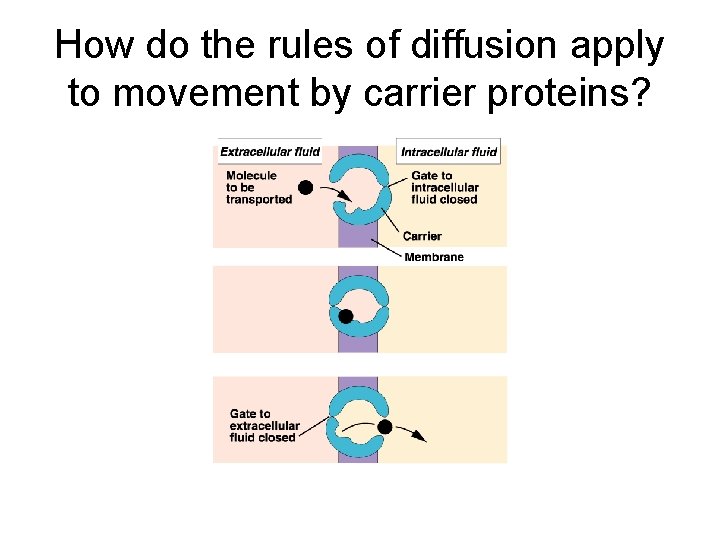 How do the rules of diffusion apply to movement by carrier proteins? 