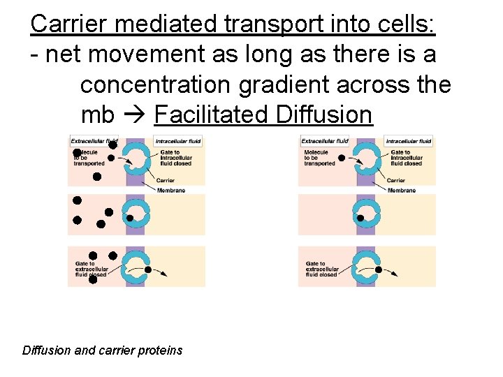 Carrier mediated transport into cells: - net movement as long as there is a