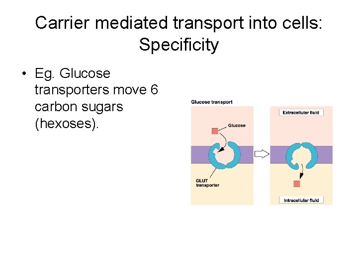 Carrier mediated transport into cells: Specificity • Eg. Glucose transporters move 6 carbon sugars