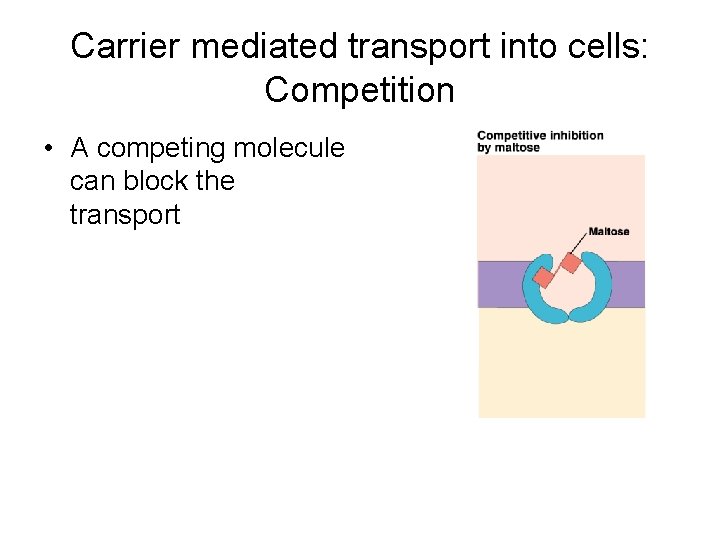 Carrier mediated transport into cells: Competition • A competing molecule can block the transport