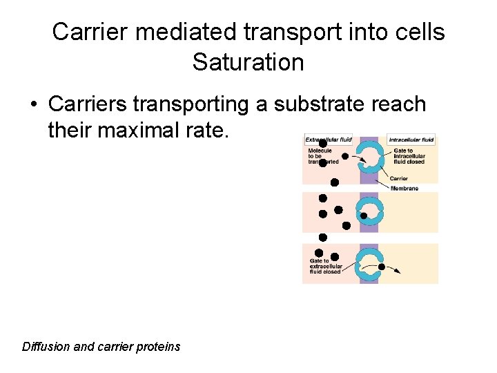 Carrier mediated transport into cells Saturation • Carriers transporting a substrate reach their maximal