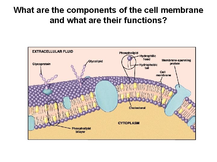 What are the components of the cell membrane and what are their functions? 