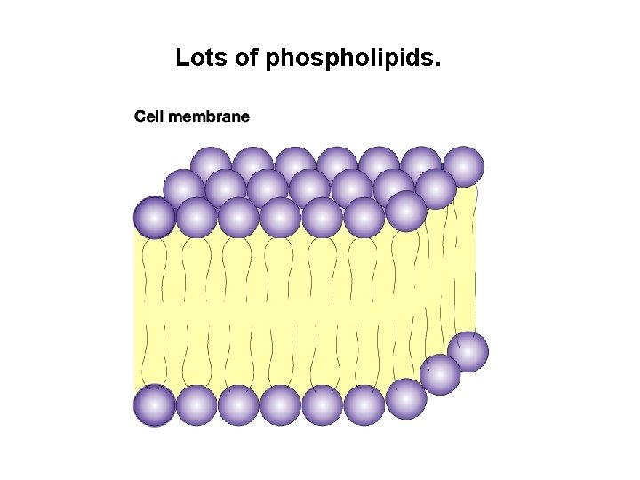 Lots of phospholipids. 
