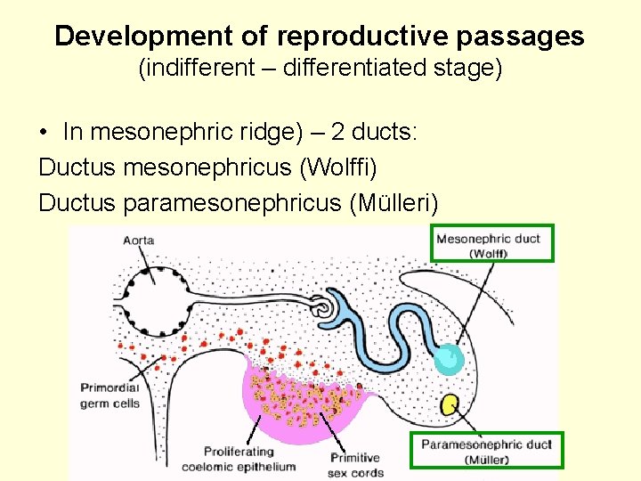 Development of reproductive passages (indifferent – differentiated stage) • In mesonephric ridge) – 2