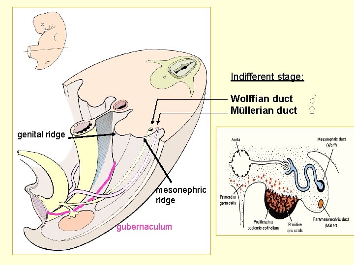 Indifferent stage: Wolffian duct ♂ Müllerian duct ♀ genital ridge mesonephric ridge gubernaculum 