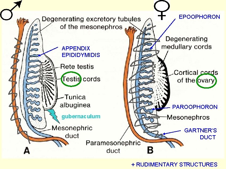 EPOOPHORON APPENDIX EPIDIDYMIDIS PAROOPHORON gubernaculum GARTNER‘S DUCT + RUDIMENTARY STRUCTURES 