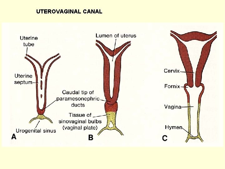 UTEROVAGINAL CANAL 