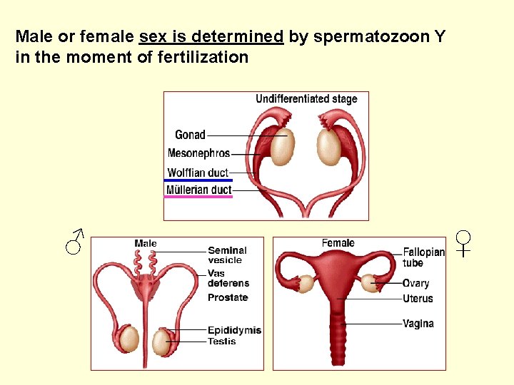 Male or female sex is determined by spermatozoon Y in the moment of fertilization