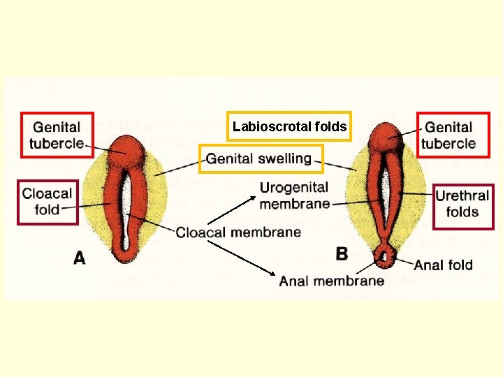 Labioscrotal folds 