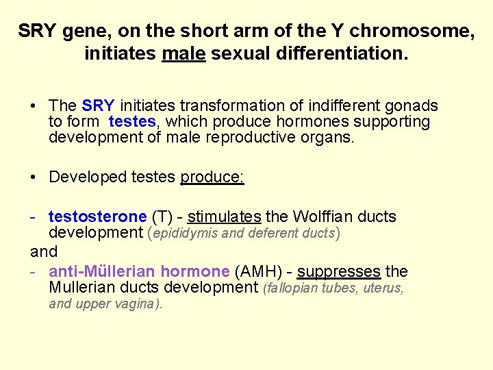 SRY gene, on the short arm of the Y chromosome, initiates male sexual differentiation.