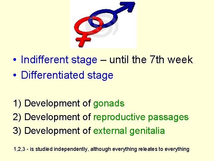  • Indifferent stage – until the 7 th week • Differentiated stage 1)