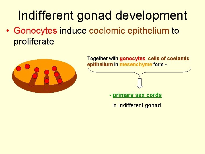 Indifferent gonad development • Gonocytes induce coelomic epithelium to proliferate Together with gonocytes, cells