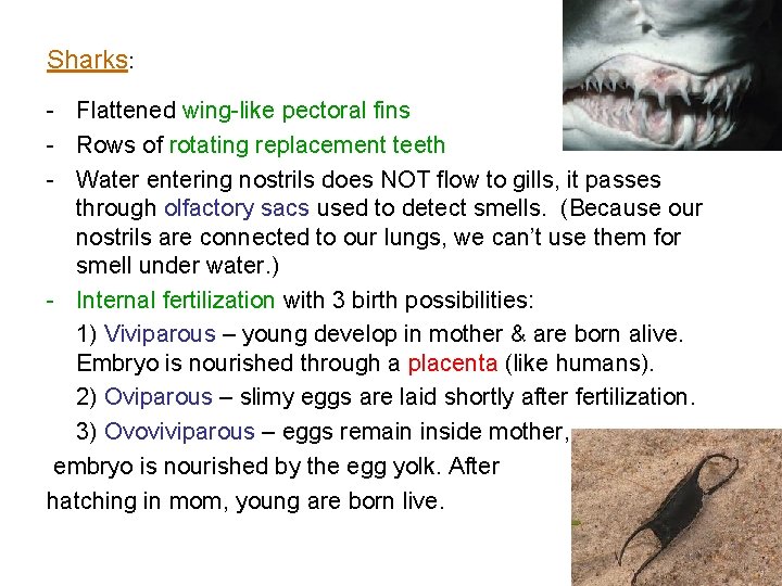 Sharks: - Flattened wing-like pectoral fins - Rows of rotating replacement teeth - Water