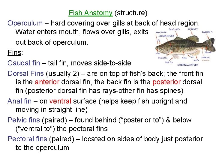 Fish Anatomy (structure) Operculum – hard covering over gills at back of head region.