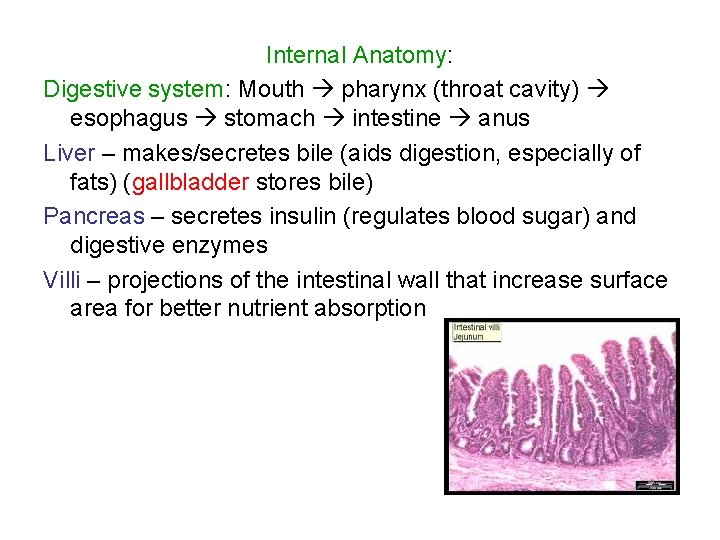 Internal Anatomy: Digestive system: Mouth pharynx (throat cavity) esophagus stomach intestine anus Liver –