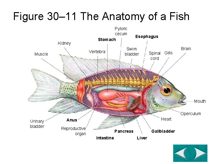 Figure 30– 11 The Anatomy of a Fish Section 30 -2 Kidney Pyloric cecum