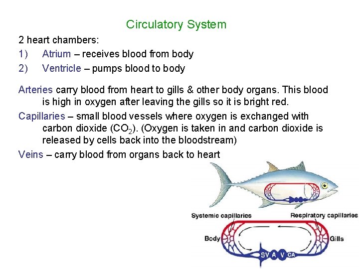 Circulatory System 2 heart chambers: 1) Atrium – receives blood from body 2) Ventricle