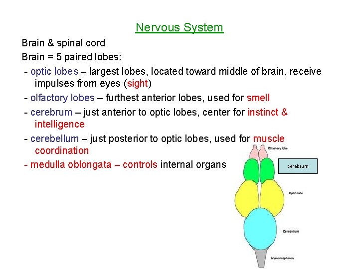 Nervous System Brain & spinal cord Brain = 5 paired lobes: - optic lobes