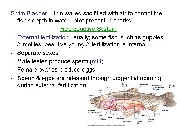 Swim Bladder – thin walled sac filled with air to control the fish’s depth