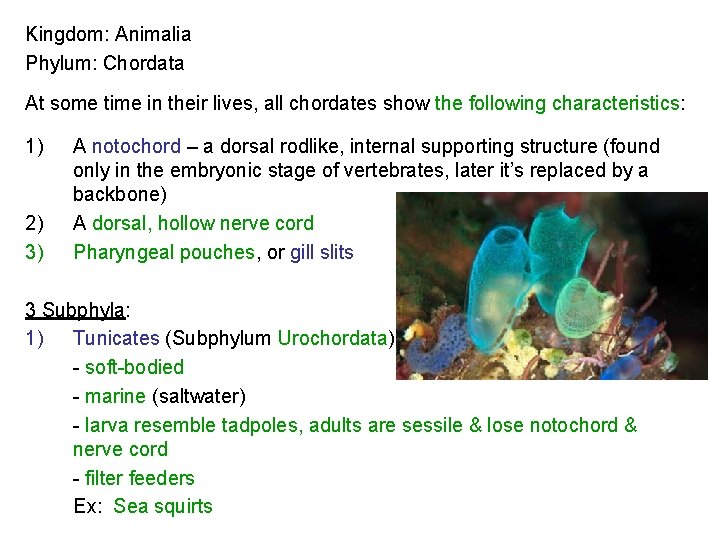 Kingdom: Animalia Phylum: Chordata At some time in their lives, all chordates show the