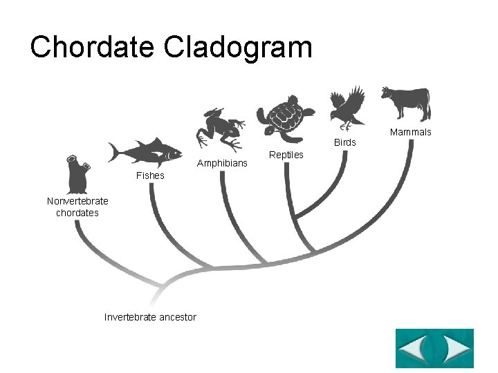 Chordate Cladogram Section 30 -1 Birds Amphibians Fishes Nonvertebrate chordates Invertebrate ancestor Reptiles Mammals