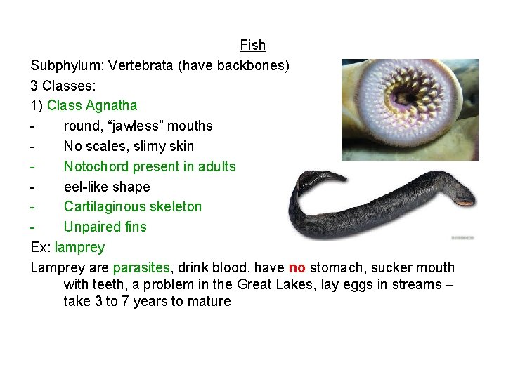 Fish Subphylum: Vertebrata (have backbones) 3 Classes: 1) Class Agnatha round, “jawless” mouths No