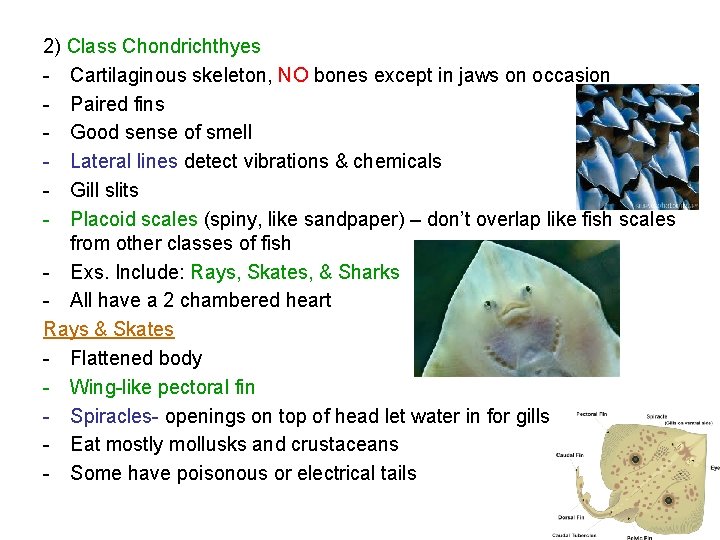 2) Class Chondrichthyes - Cartilaginous skeleton, NO bones except in jaws on occasion -