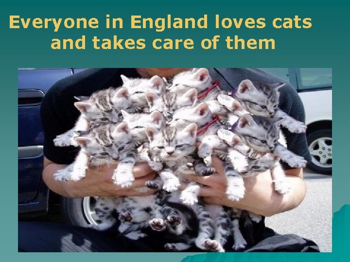 Everyone in England loves cats and takes care of them 