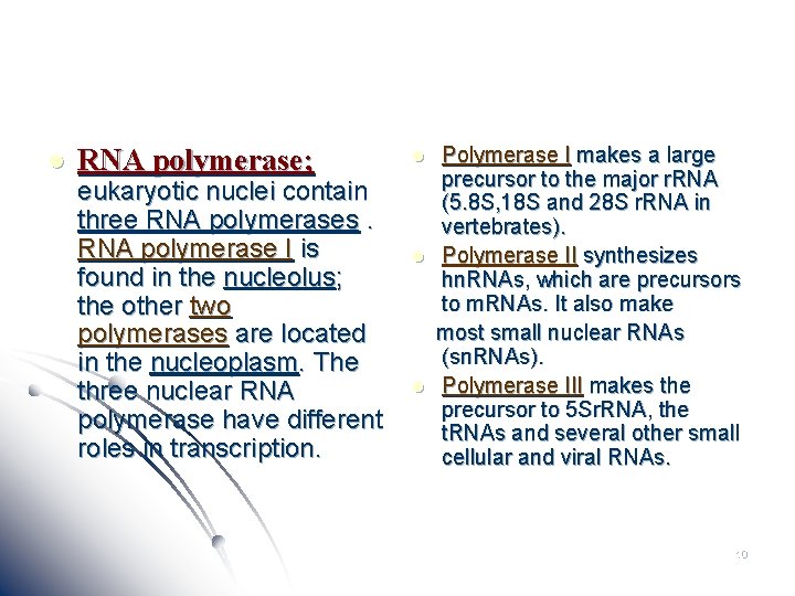 l RNA polymerase; eukaryotic nuclei contain three RNA polymerases. RNA polymerase I is found