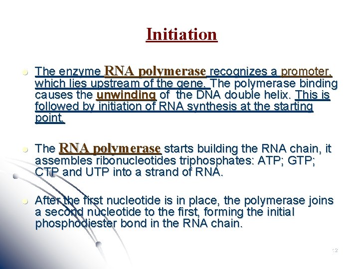 Initiation l The enzyme RNA polymerase recognizes a promoter, which lies upstream of the