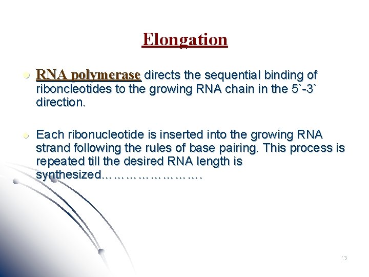 Elongation l RNA polymerase directs the sequential binding of l Each ribonucleotide is inserted