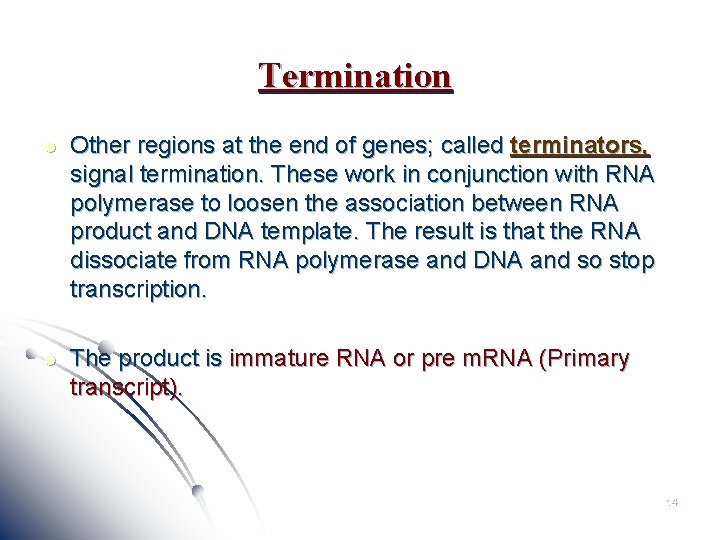 Termination l Other regions at the end of genes; called terminators, signal termination. These