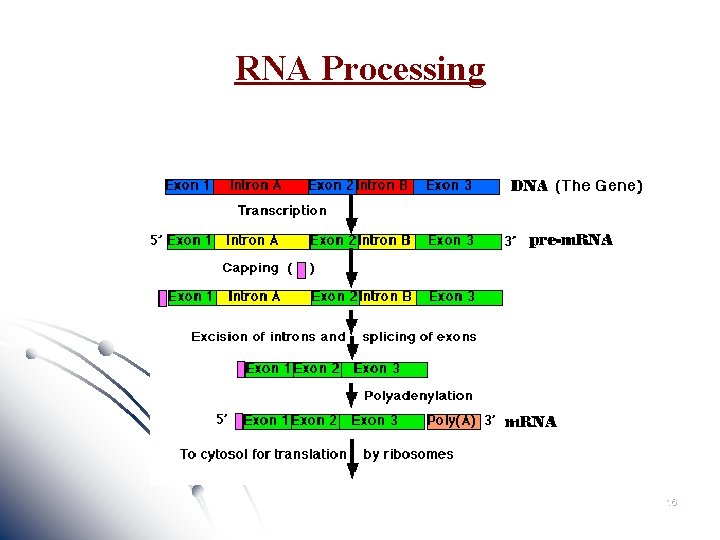 RNA Processing 16 