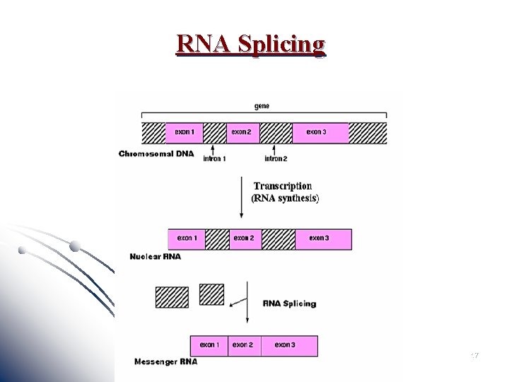 RNA Splicing 17 