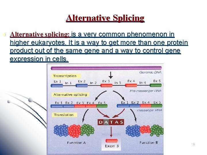 Alternative Splicing l Alternative splicing: is a very common phenomenon in higher eukaryotes. It