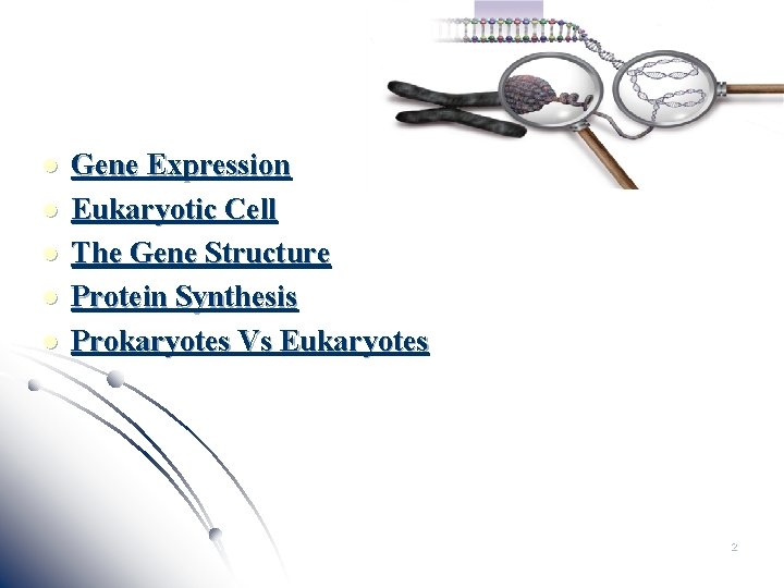 l l l Gene Expression Eukaryotic Cell The Gene Structure Protein Synthesis Prokaryotes Vs